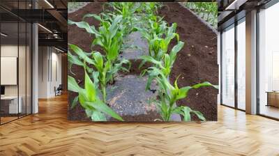 とうもろこし畑　深谷市岡部町の未来品種
Corn field, future variety in Okabe Town, Fukaya City Wall mural